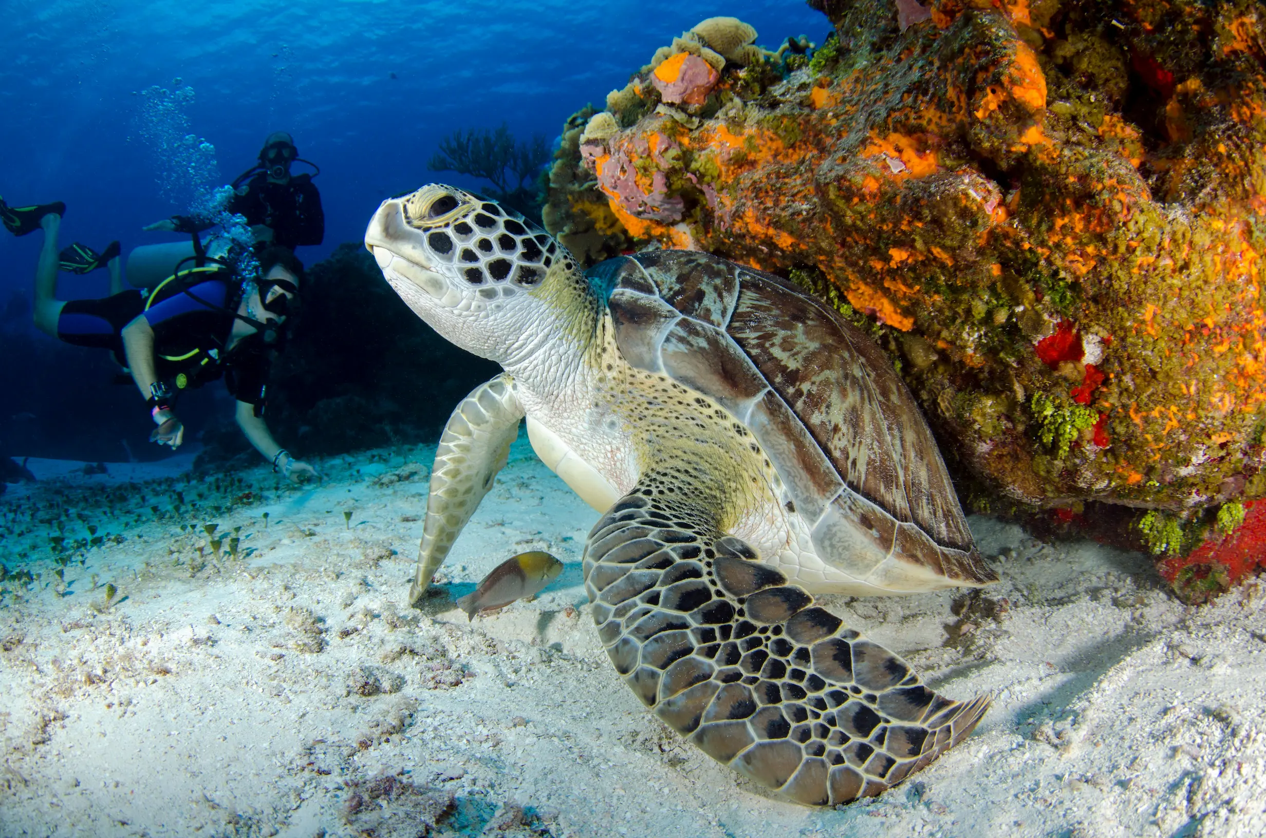 Turtle underwater